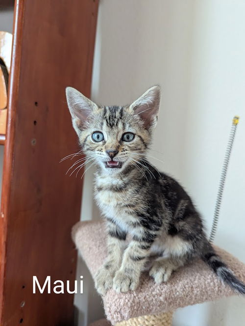Maui 4.5.25