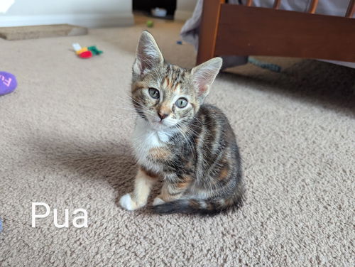Pua 4.5.25