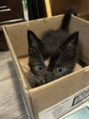 Iris 3.22.25