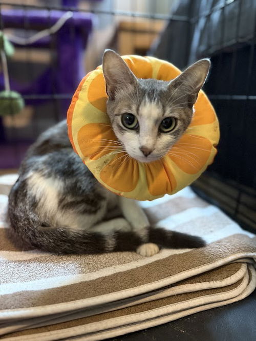 Amelia 7.29.24