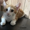 Copper 1.25.25