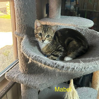 Mabel 1.25.25