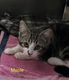 Maple 1.25.25
