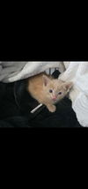Cheddar 3.29.25