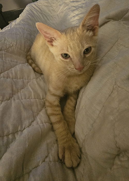 Cheddar 3.29.25