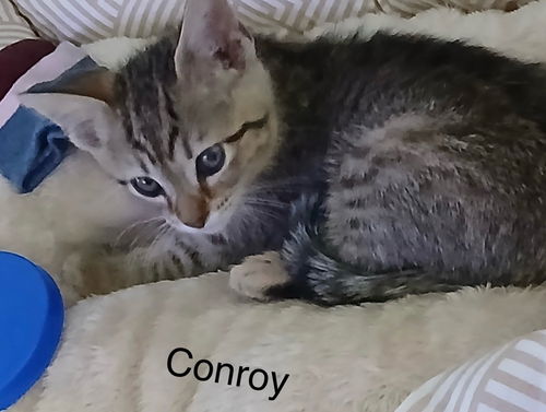 Conroy 3.29.25