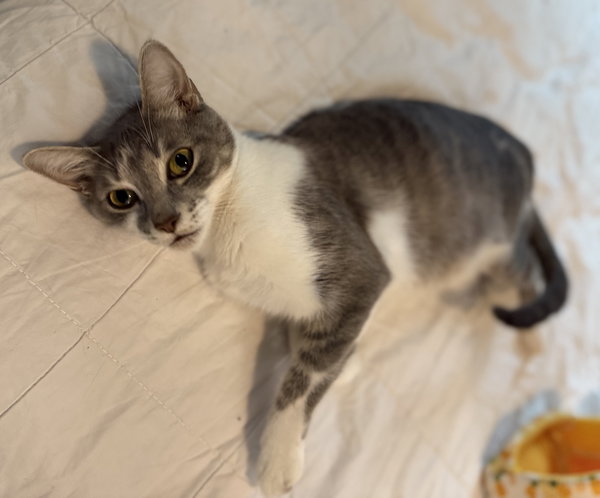 Grey Girl 5.1.24