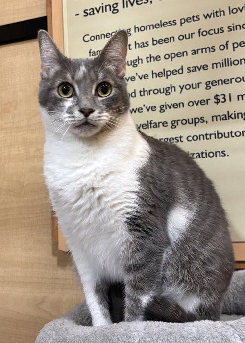 Grey Girl 5.1.24, Adult Domestic Short Hair / Mixed (short coat), cat for adoption in Port Orange, Florida