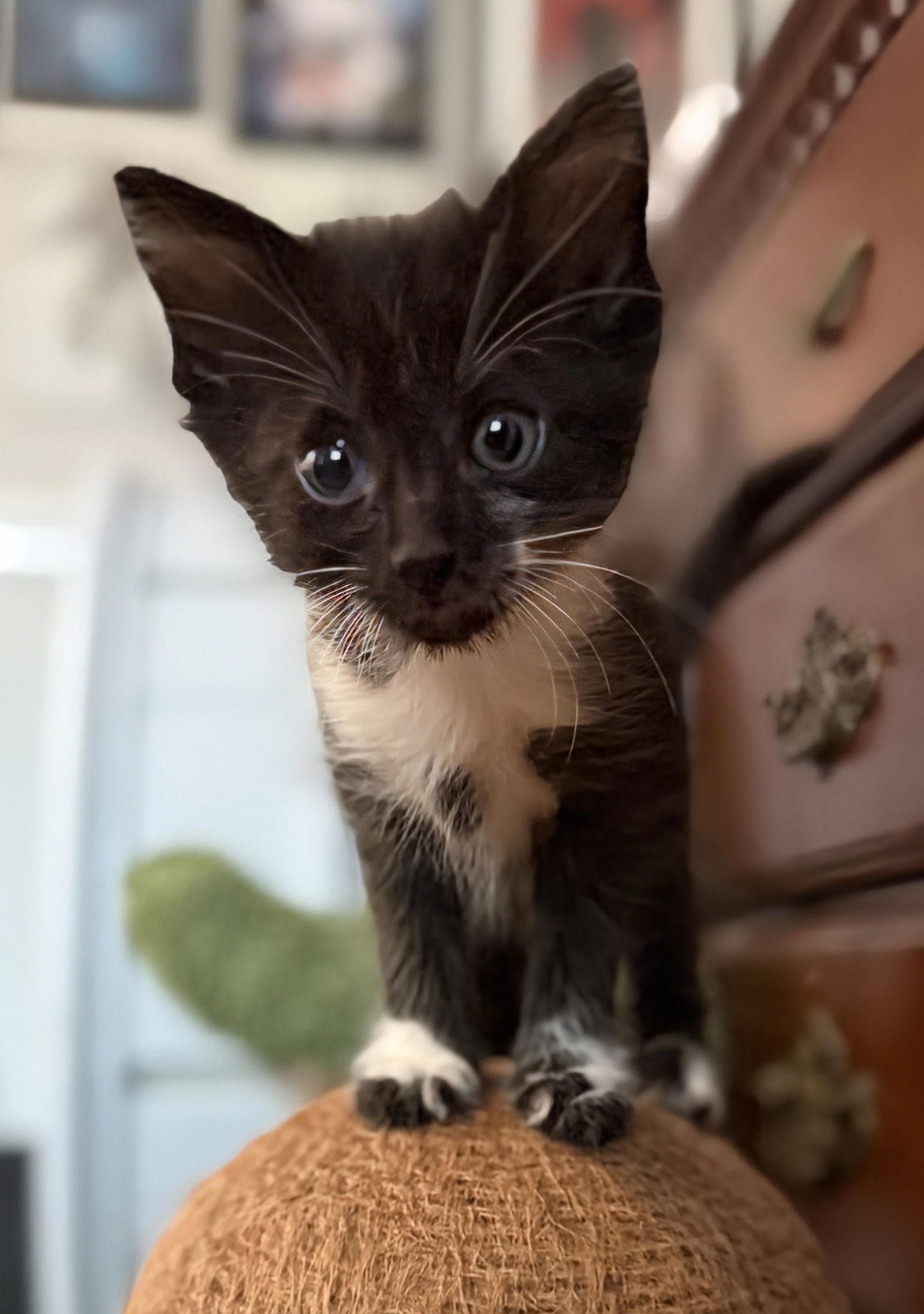 adoptable Cat in Apopka, FL named Gemini 4.28.25