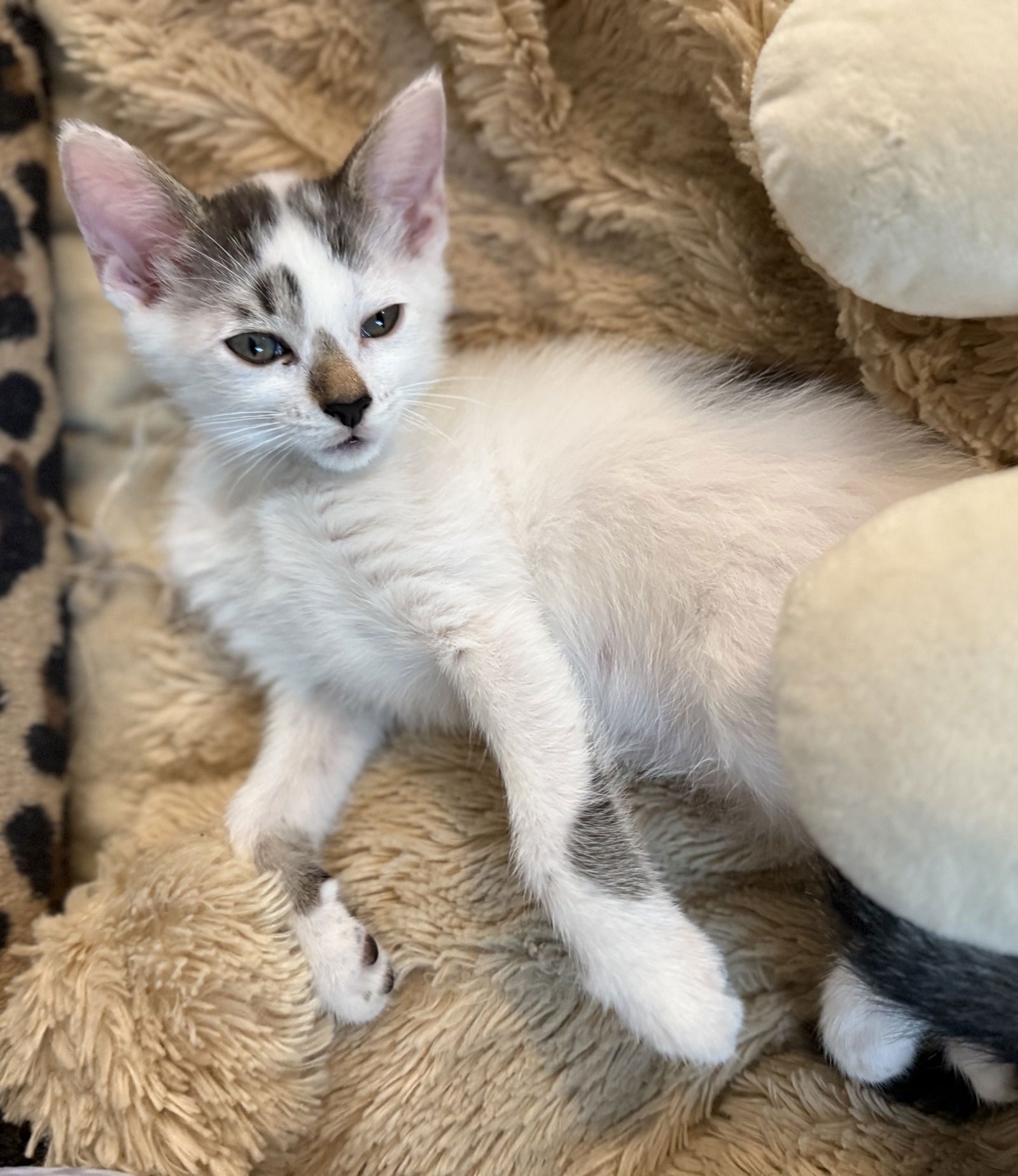 adoptable Cat in Apopka, FL named Gamma 4.28.25
