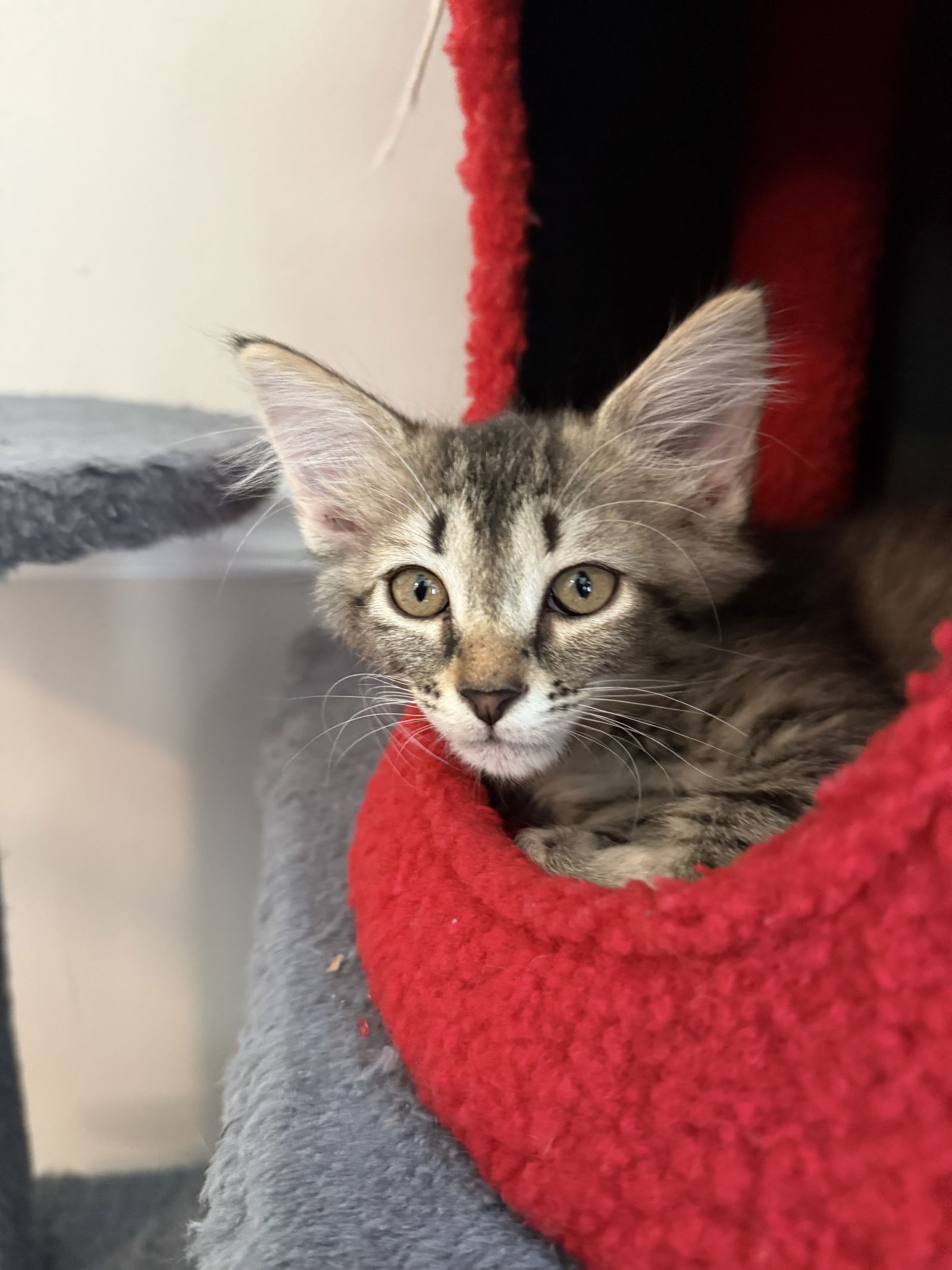 adoptable Cat in Apopka, FL named Gandie 4.28.25