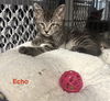 Echo 4.12.25