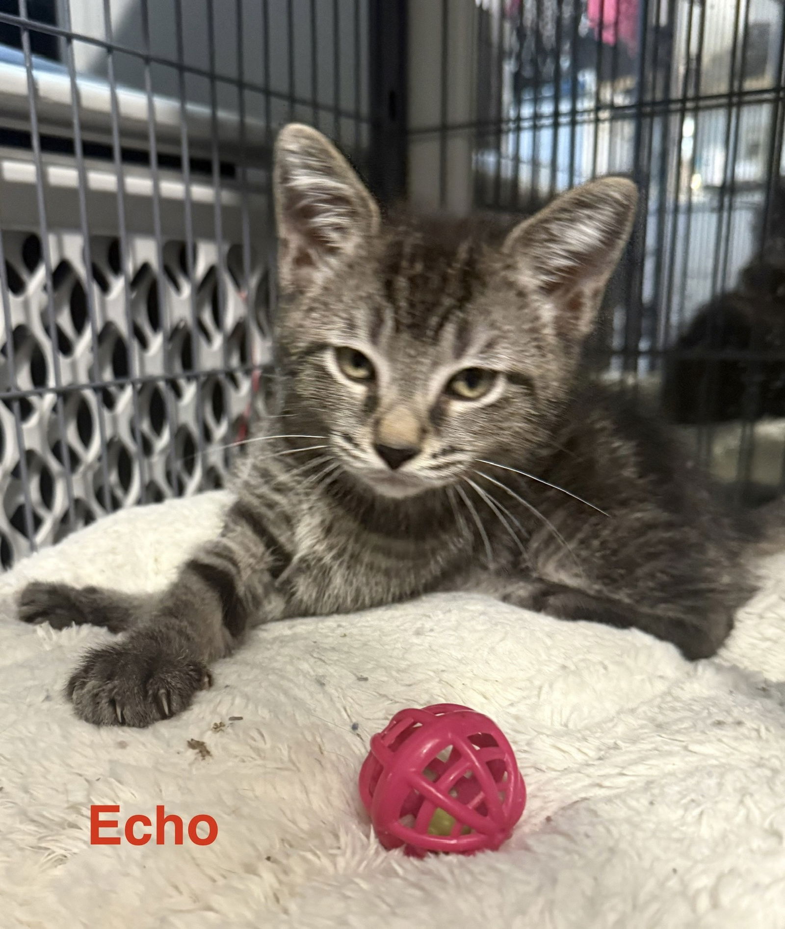 adoptable Cat in Apopka, FL named Echo 4.12.25