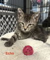 Echo 4.12.25