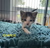 Charlie 4.12.25