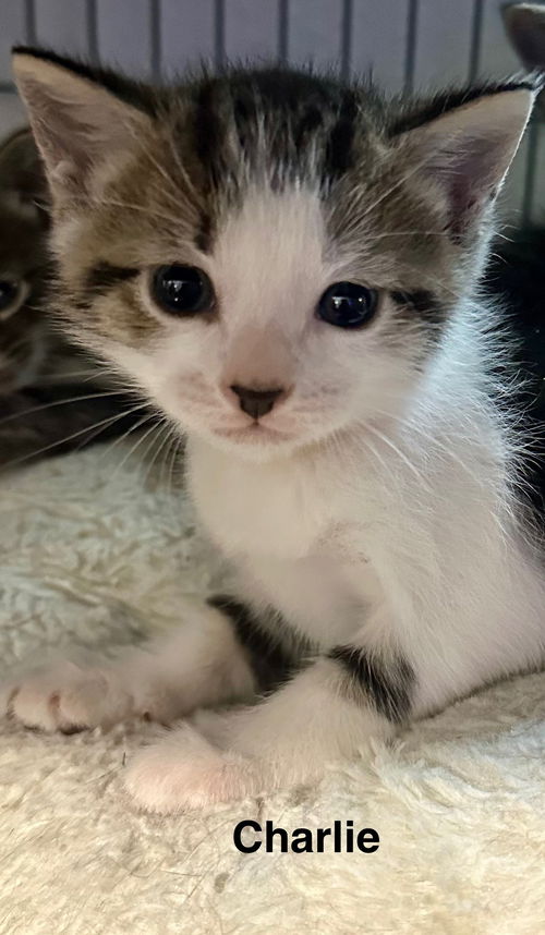 Charlie 4.12.25