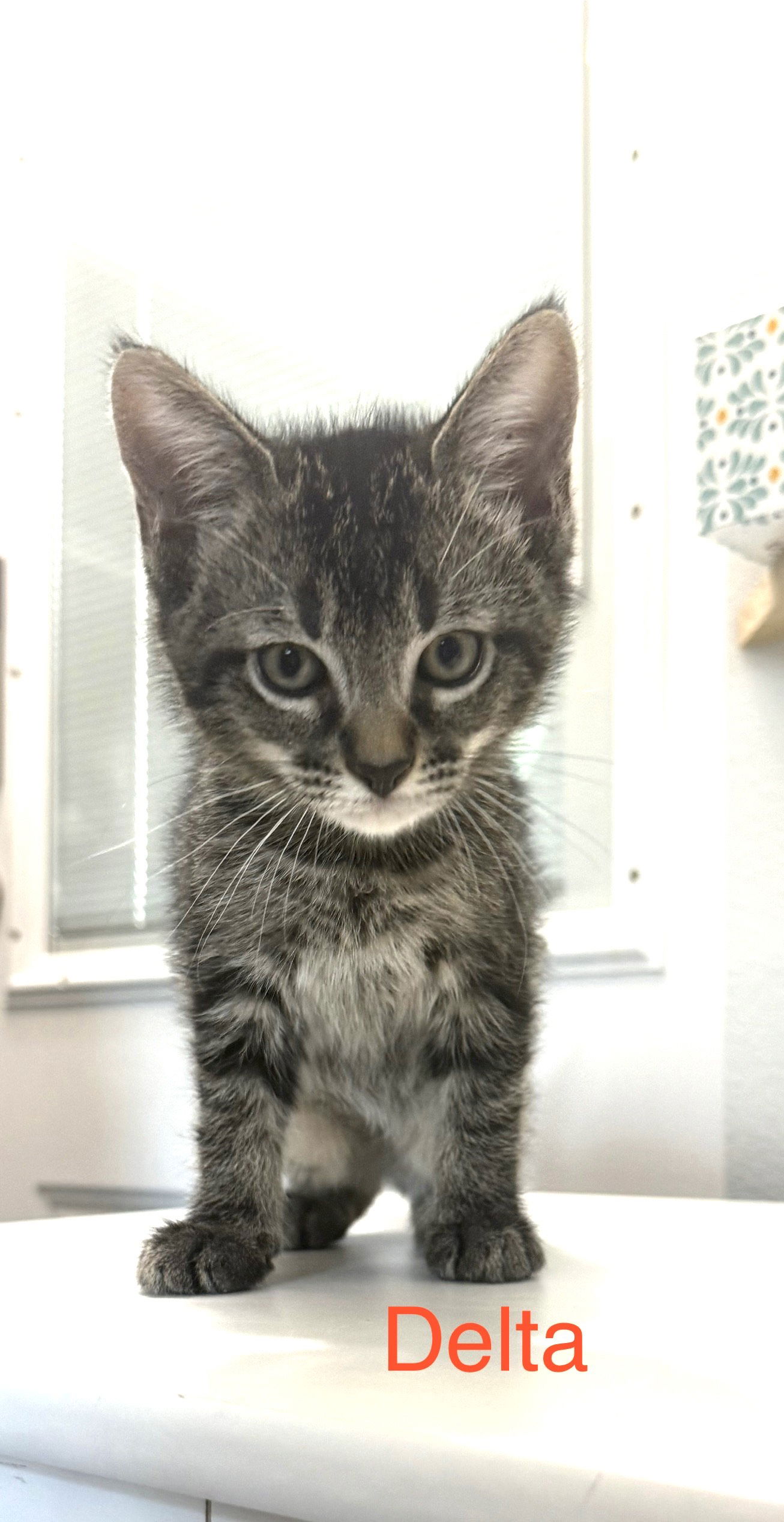 adoptable Cat in Apopka, FL named Delta 4.12.25