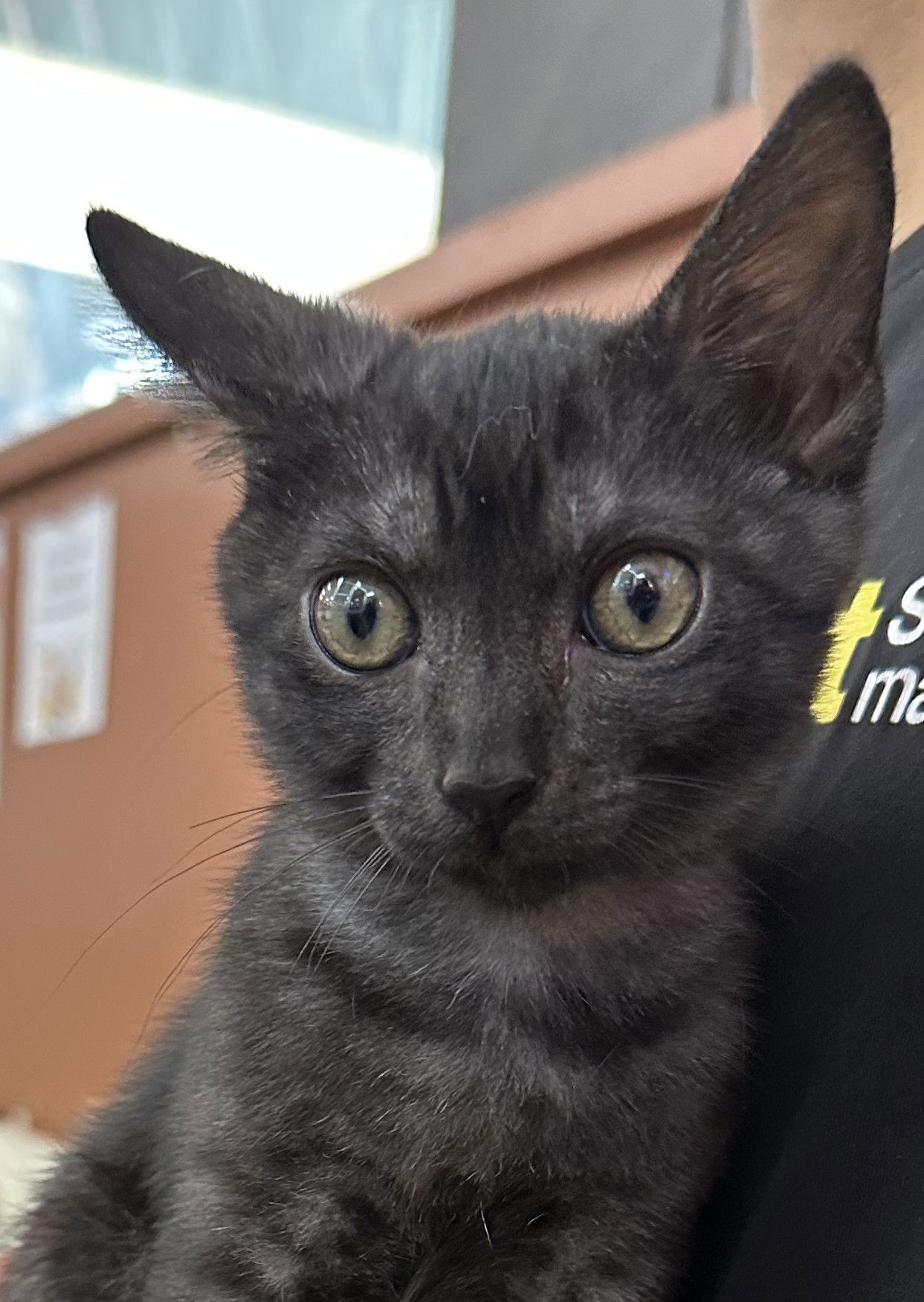 adoptable Cat in Apopka, FL named Clover 3.12.25