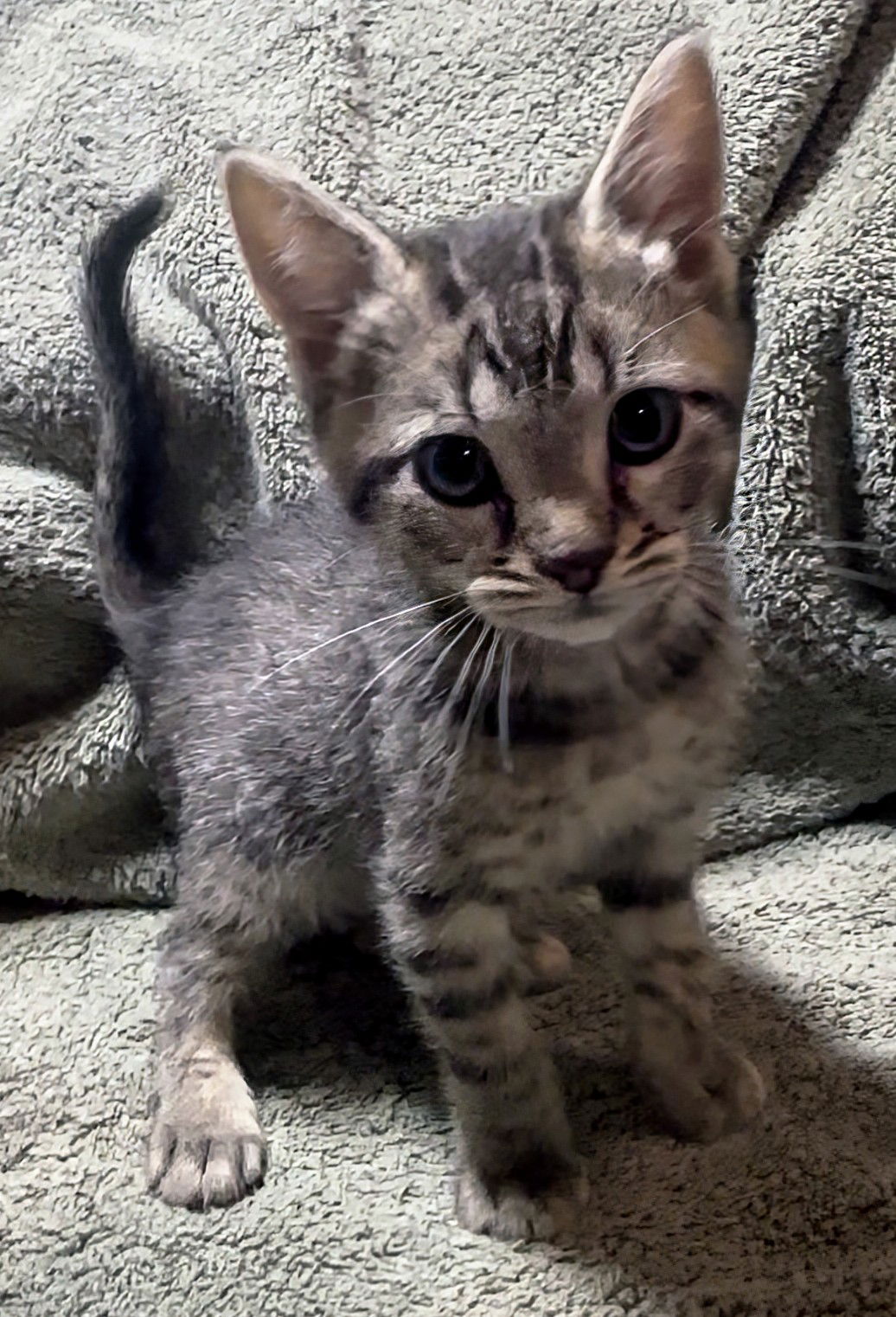 adoptable Cat in Apopka, FL named Clark 5.10.25