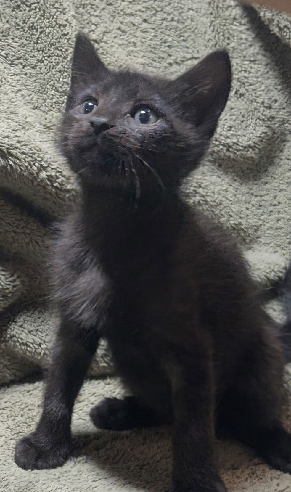 adoptable Cat in Apopka, FL named Bruce 5.10.25