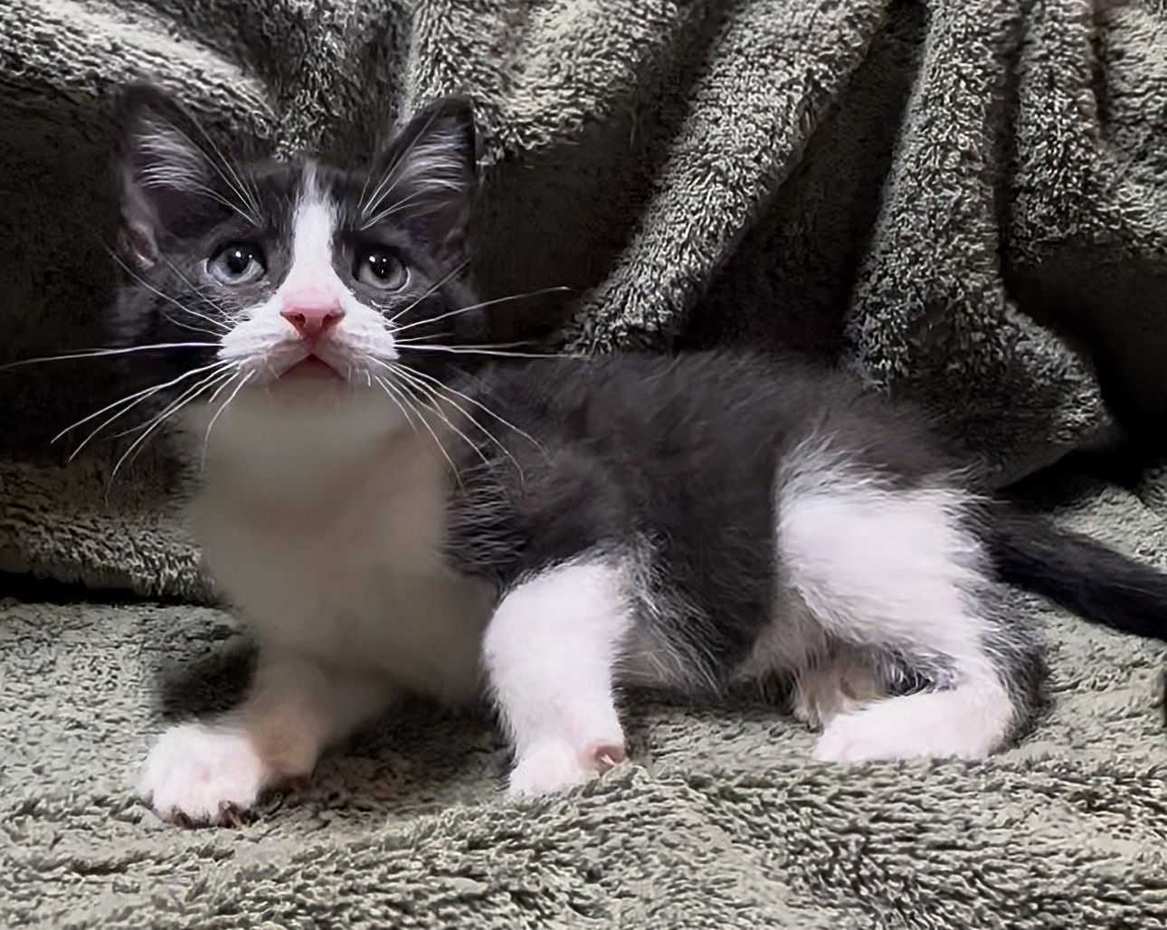 adoptable Cat in Apopka, FL named Diana 5.10.25
