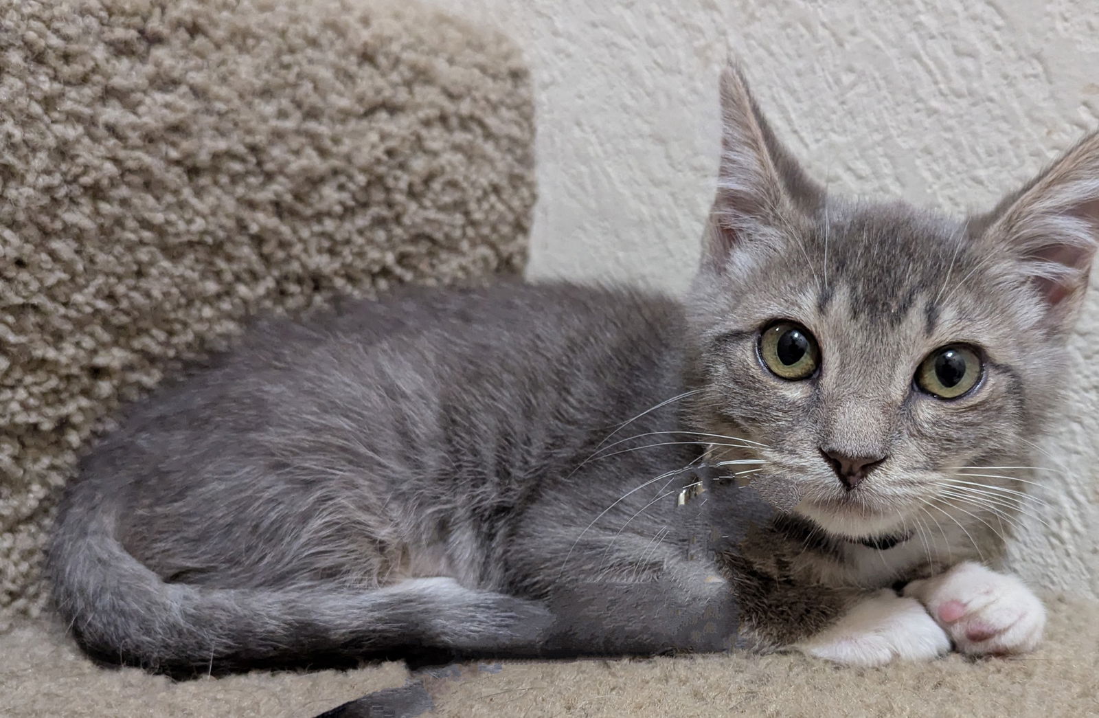 adoptable Cat in Apopka, FL named Agatha 4.24.25