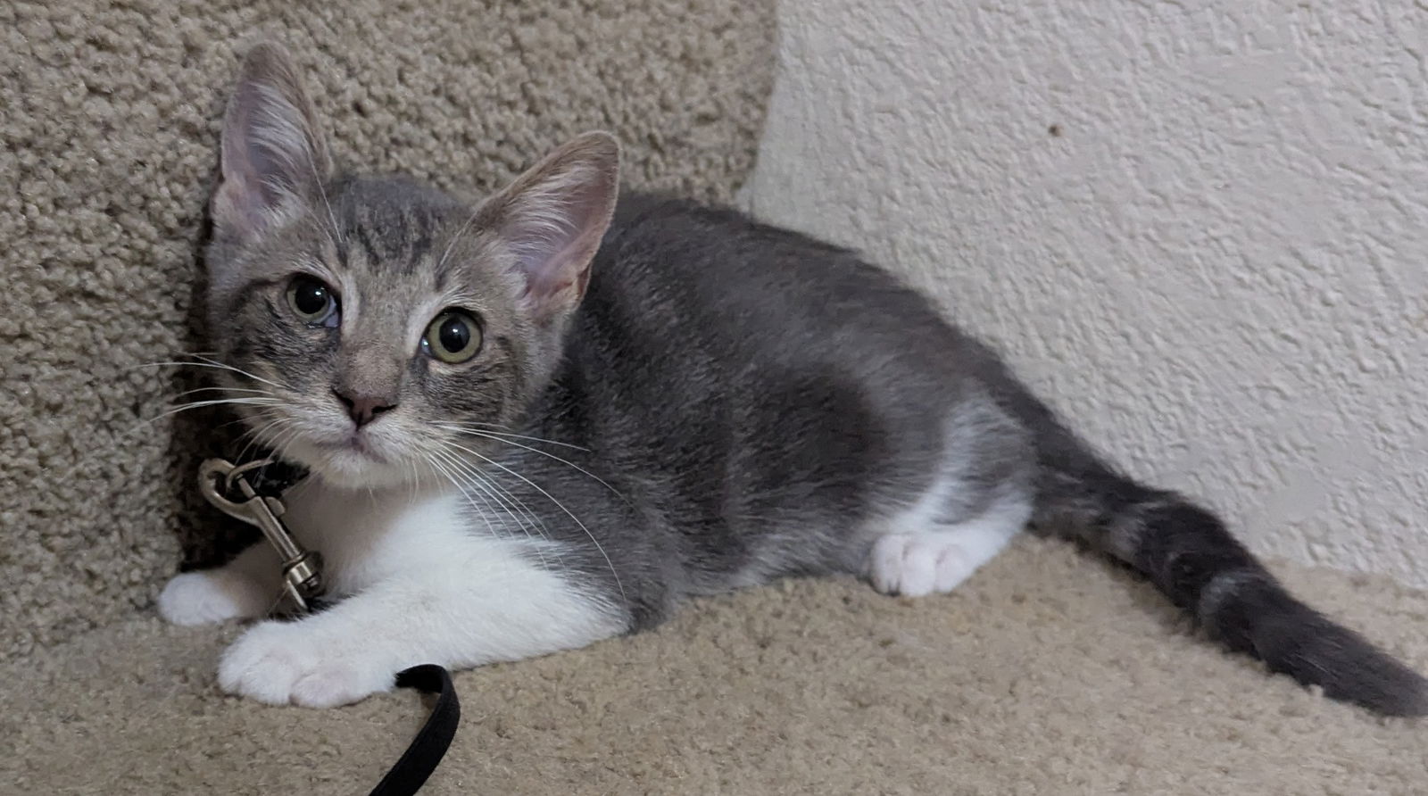 adoptable Cat in Apopka, FL named Angus 4.24.25