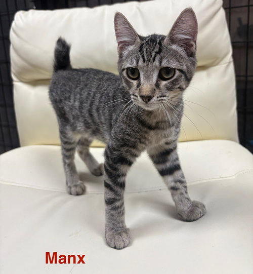 Manx 7.13.25