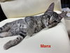 Manx 7.13.25