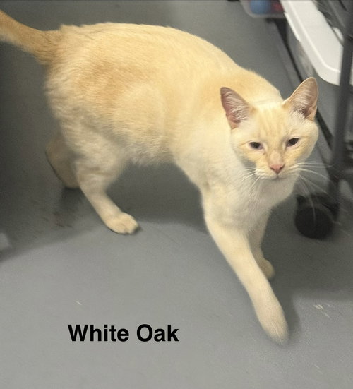 White Oak 3.11.25, Young Siamese / Domestic Short Hair / Mixed (short coat), cat for adoption in Port Orange, Florida