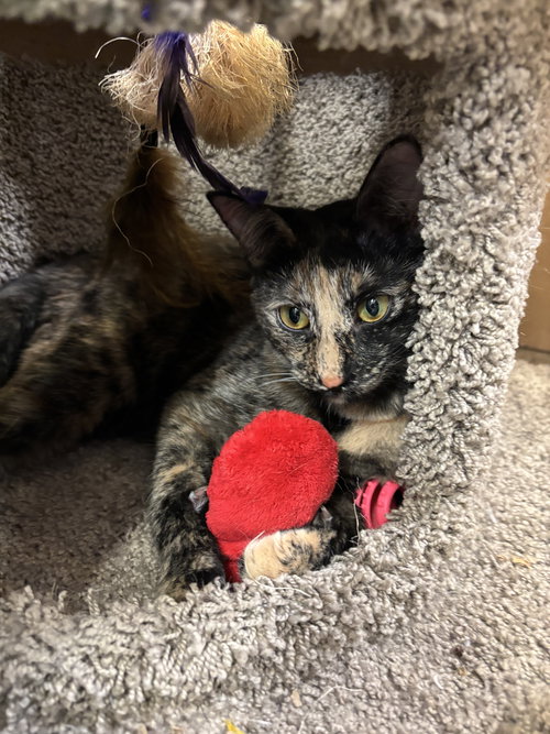 PAISLEY & LACEY 6.15.25 - Domestic Short Hair available for adoption