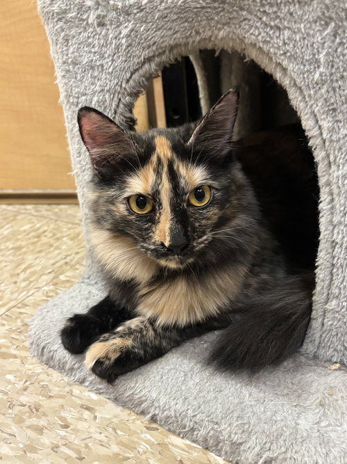 LACEY & PAISLEY 6.15.25 - Domestic Short Hair available for adoption
