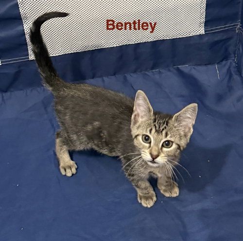 Bentley 9.5.25