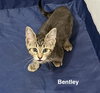 Bentley 9.5.25