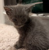 Bramble 9.27.25