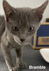 Bramble 9.27.25