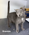Bramble 9.27.25