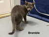 Bramble 9.27.25