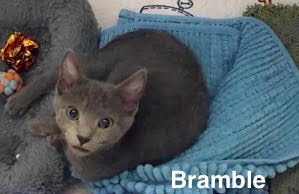 Bramble 9.27.25