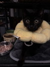 Nyx 8.22.25