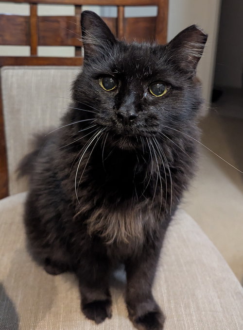 Kuro 10.28.18