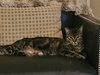 Miko 9.3.24