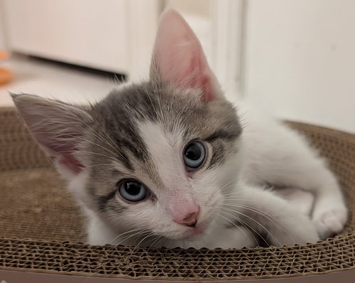 Elliott 10.15.25