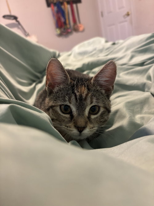Consuela 9.1.25