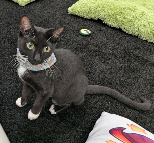 Sylvester 6.1.25