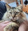 Butternut 1.1.25