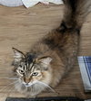 Butternut 1.1.25