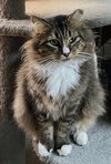 Siegfried 1.1.25