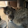 Siegfried 1.1.25