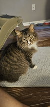 Siegfried & Roy 1.1.25 - Photo 4